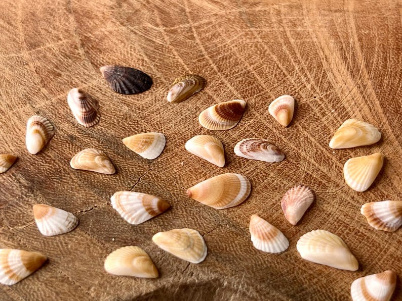 Super Tiny Assorted Japanese Shells, Natural Beach Finds L41 - Etsy