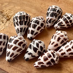 Puede incluir: Una colección de nueve conchas cónicas, cada una con una base blanca lisa y un patrón distintivo de marcas rectangulares de color marrón oscuro dispuestas en filas. Las conchas tienen forma cónica, estrechándose hacia una punta en un extremo.