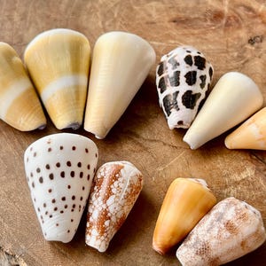 Könnte beinhalten: Eine Sammlung von zehn Kegelschneckenhäusern mit verschiedenen Mustern und Farben, darunter einfarbige cremefarbene, gelbe und orangefarbene Exemplare sowie Gehäuse mit braunen Punkten, spitzenartigen Mustern und dunklen Leopardenflecken.