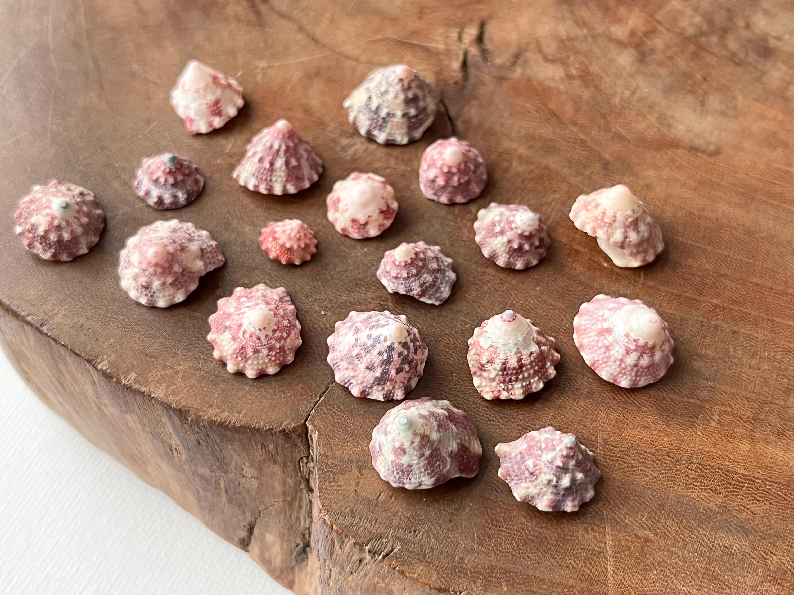 seagiftjp - Etsy 日本