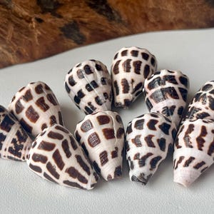 May include: A collection of ten cone shells featuring a distinct white base color with dark brown, rectangular, and grid-like patterns arranged in rows. Each shell has a smooth, tapered, and conical shape with a pointed end and a wider opening.