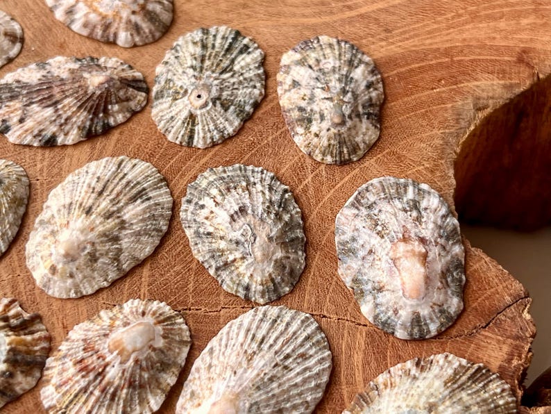 Assorted Japanese Top Shells, Natural Beach Finds K28 - Etsy