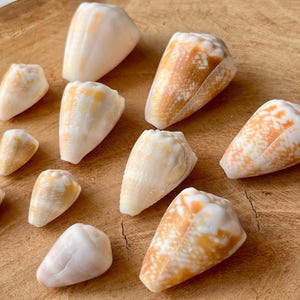 Japanese Cone Shell: Natural Japanese Beach Find X50