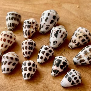 Hebrew Cone Shell: Natural Japanese Beach Find Z55