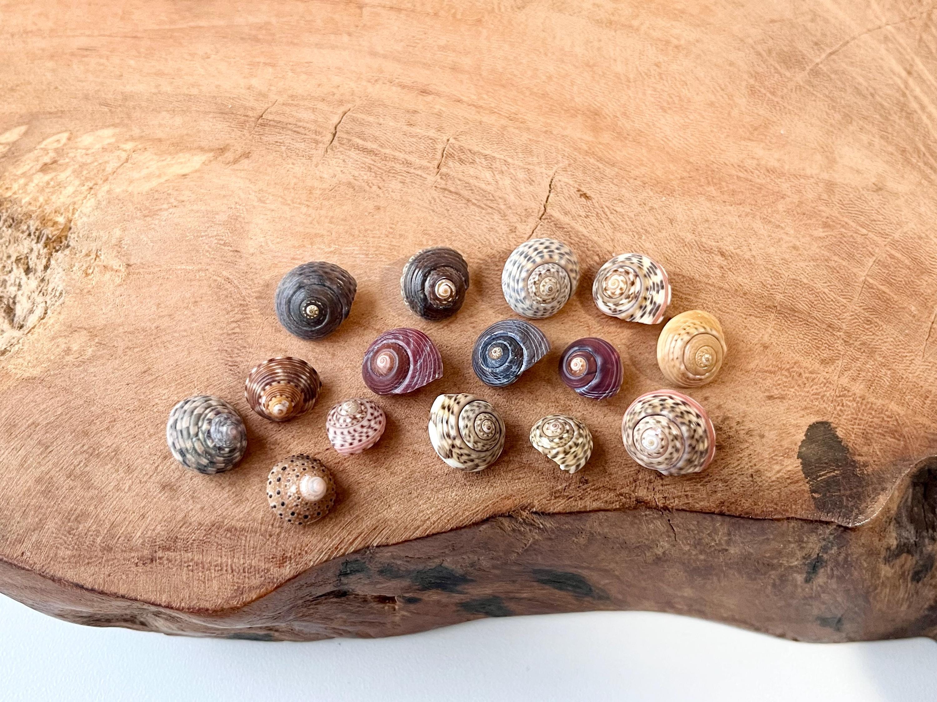 seagiftjp - Etsy 日本