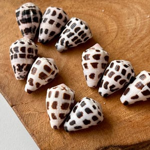 Jewelry Grade Hebrew Cone Shells – Cleaned & Ready for Crafting – Light Clear Coat  /Japanese Beach Find C8