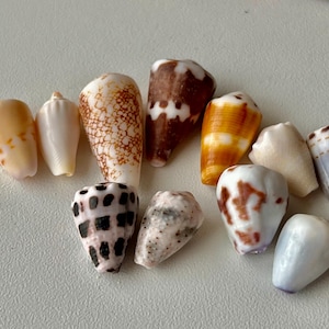 May include: A collection of eleven cone shells featuring diverse patterns and colors, including shades of brown, white, orange, and grey. The shells exhibit various textures, such as spotted, mottled, and solid finishes, arranged in a cluster.