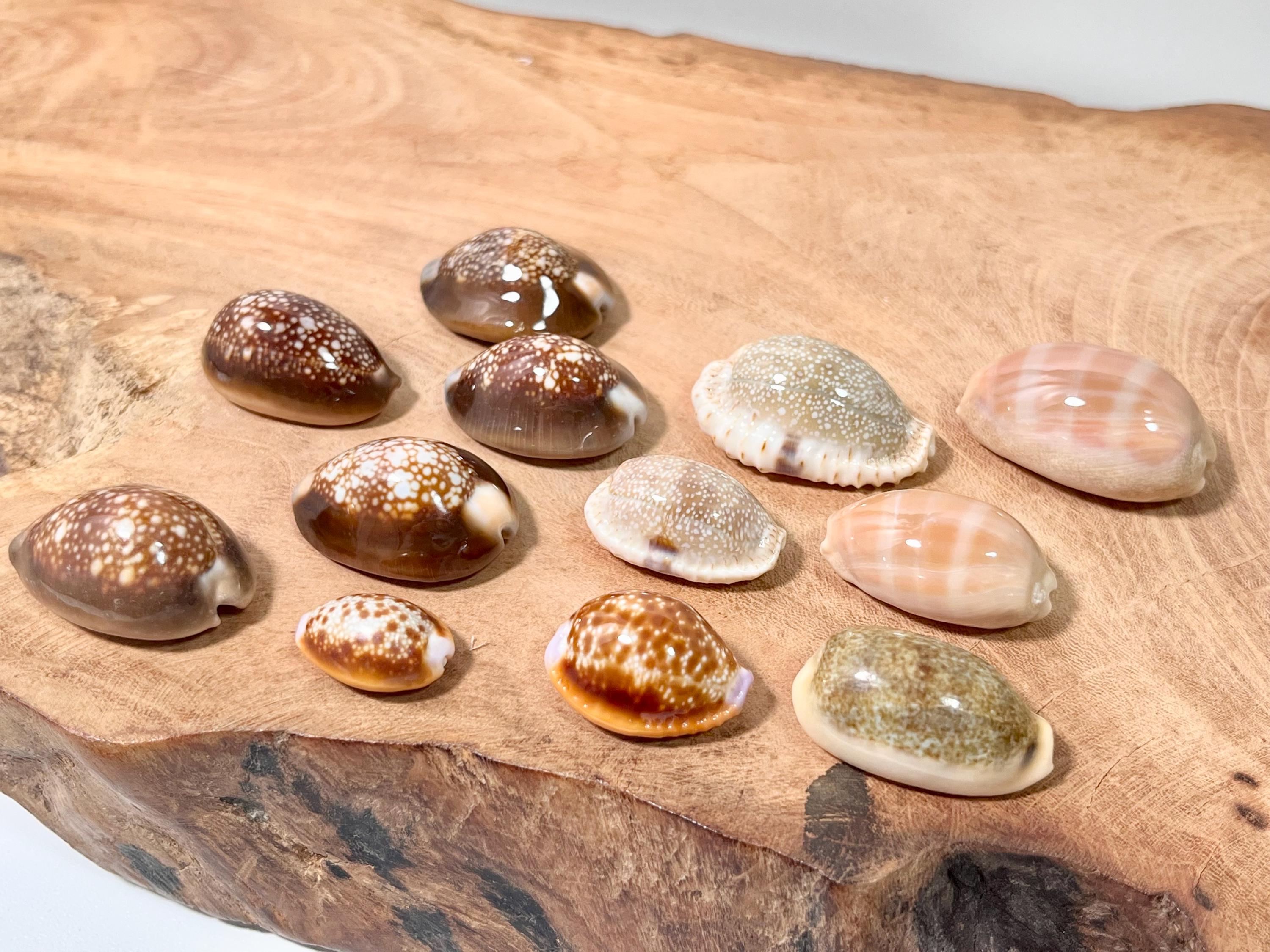 大型タカラガイ：日本の天然ビーチで見つけたg57 - Etsy 日本