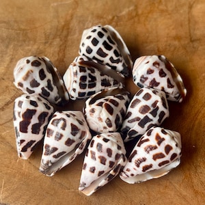 May include: A collection of nine cone shells, each featuring a distinct white base color with dark brown, rectangular, and irregular spot patterns arranged in a grid-like formation across the smooth, tapered surface of the shells.
