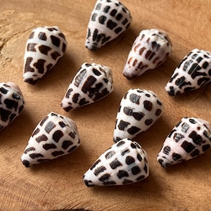 Jewelry Grade Hebrew Cone Shells – Cleaned & Ready for Crafting – Light Clear Coat  /Japanese Beach Find C29