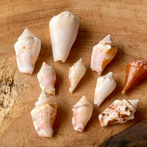Japanese Cone okinawa Shell: Natural Japanese Beach Find C32