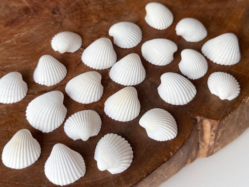 Thais Shell Japanese Rock Shell – Thais Clavigera Kumasaruboo Seashell: Natural ...