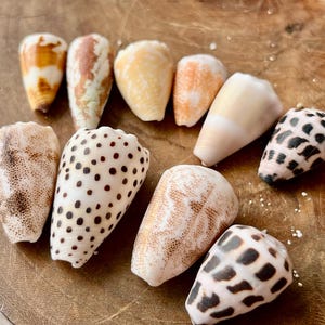 Japanskt konskal: Naturlig japansk strand Hitta A6