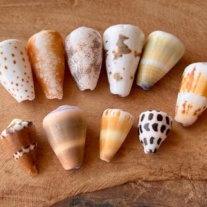 Japanese Cone Shell: Natural Japanese Beach Find I49