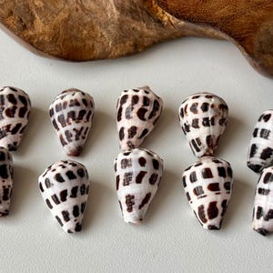 Jewelry Grade Hebrew Cone Shells – Cleaned & Ready for Crafting – Light Clear Coat  /Japanese Beach Find C11