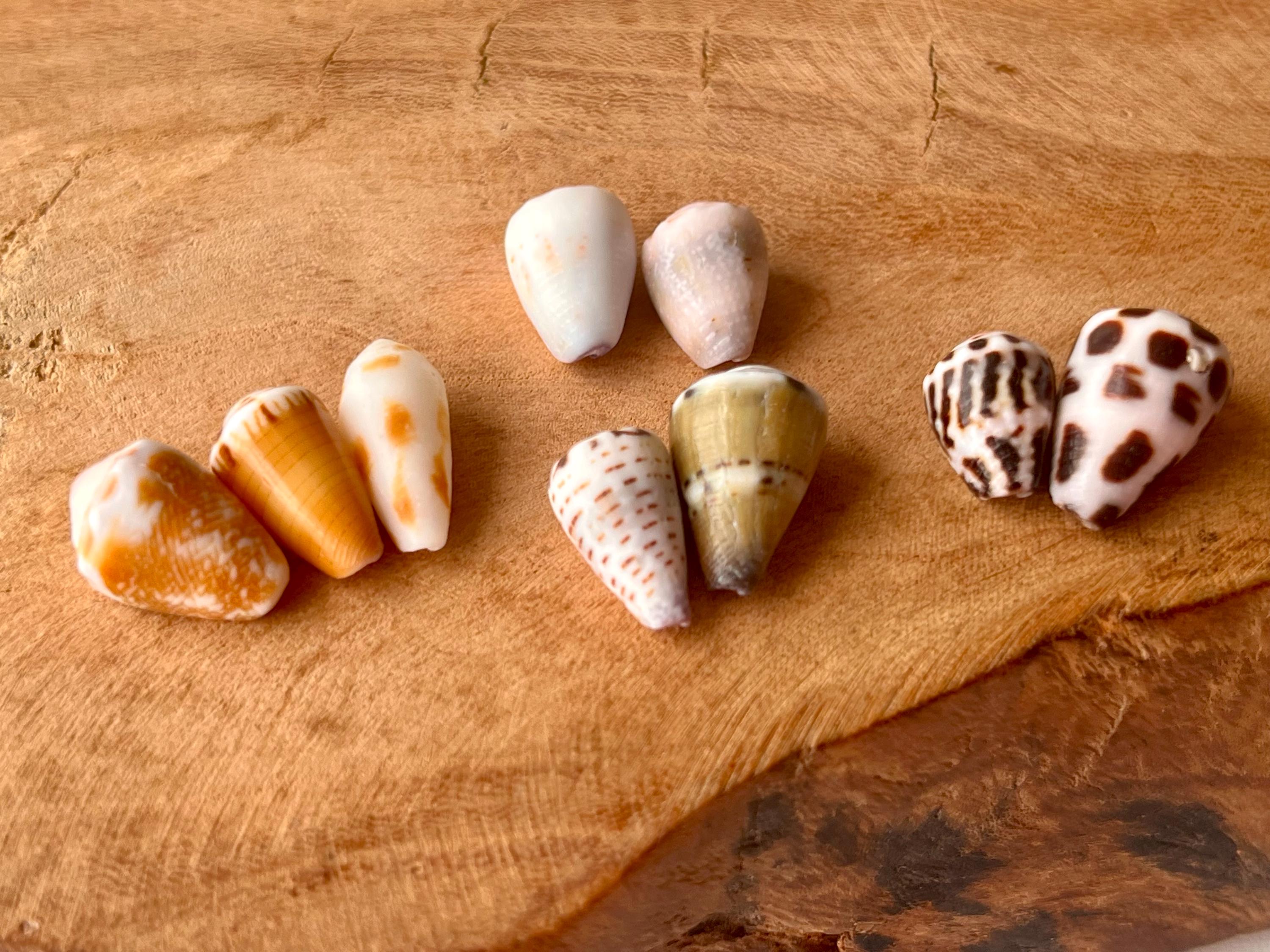 Japanese Cone Shell: Natural Japanese Beach Find N37 - Etsy