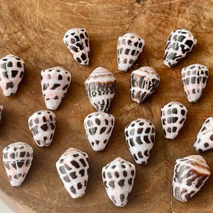 Puede incluir: Una colección de quince conchas marinas en forma de cono, cada una con una superficie lisa y pulida con un patrón distintivo de marcas rectangulares y cuadradas de color marrón oscuro a negro sobre un fondo pálido, blanco hueso a rosa claro.