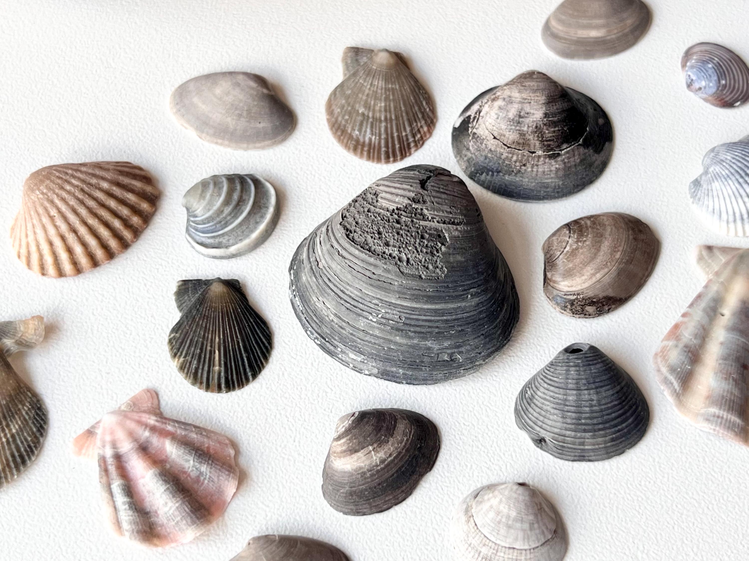 Japanese Black Color Sea Shells Collection: Genuine Beach Find K20