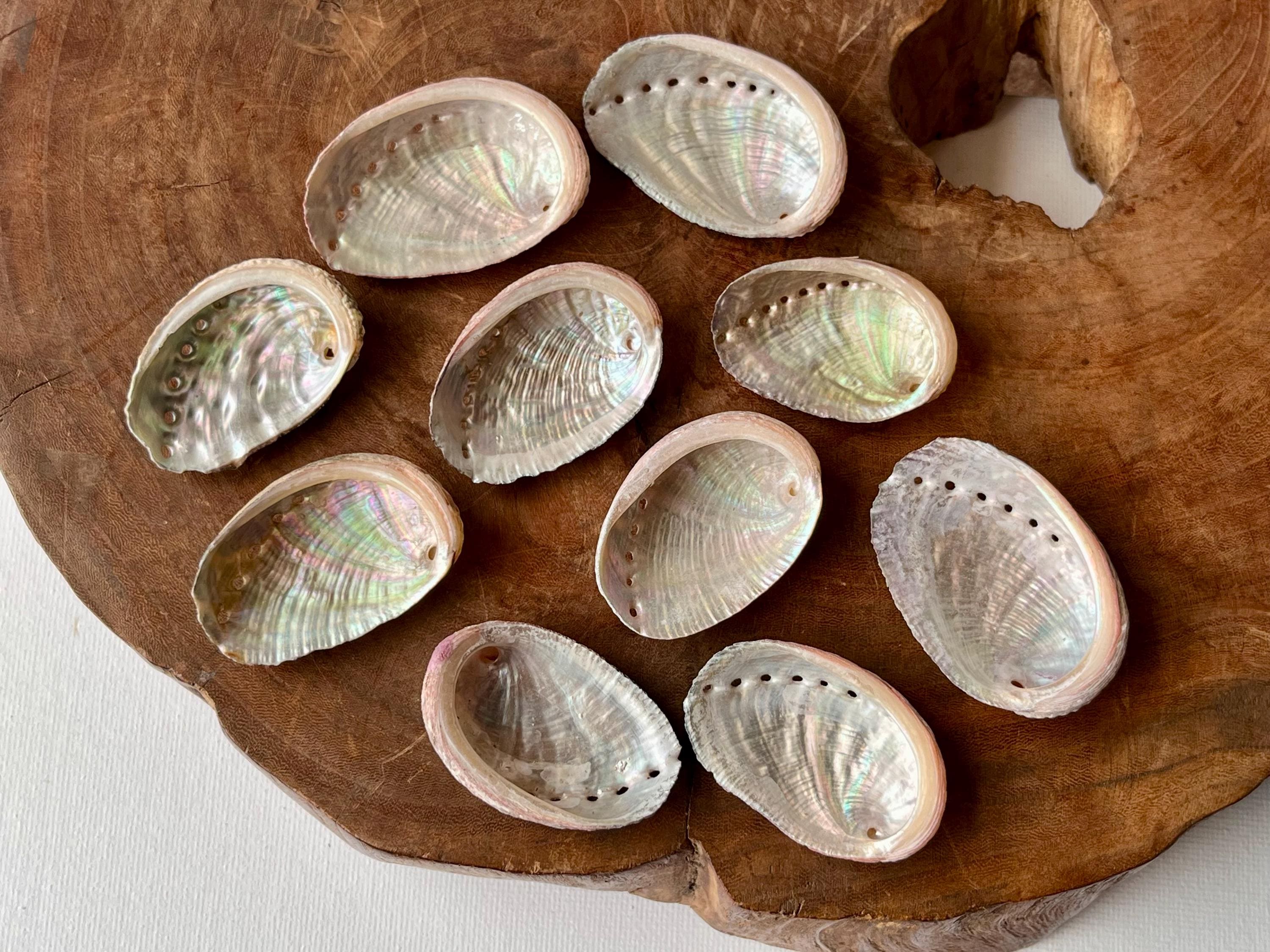 天然素材　貝殻　珊瑚　シー玉　ブンブク　ウニ殻　海藻　微小貝 天然素材 貝殻 珊瑚 シー玉 ブンブク ウニ殻 海藻 微小貝