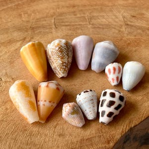 Japanese Cone Shell: Natural Japanese Beach Find C20