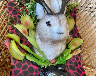 Venus Flytrap Jackalope