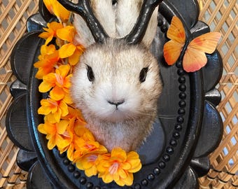 Bayou Jackalope: Marigold Noir