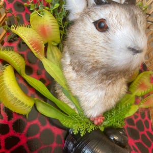 May include: A whimsical decorative piece featuring a rabbit head with faux antlers, surrounded by artificial Venus flytraps and greenery. The rabbit is mounted on a red and black patterned surface, with a black, snail-shaped base.