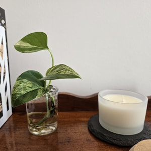 May include: A small, clear glass jar holding a pothos plant cutting with green and white variegated leaves. A white candle in a frosted glass container sits on a black coaster. A white decorative holder with floral accents is in the background.