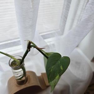 Gouden pothos stekje