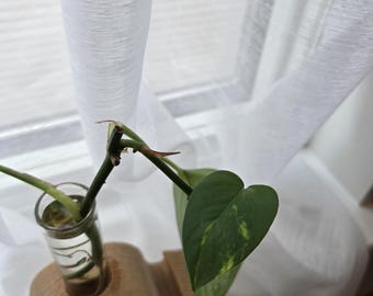 Golden pothos cutting