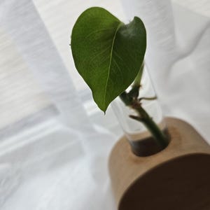 Jade Plant Cuttings - Etsy Canada