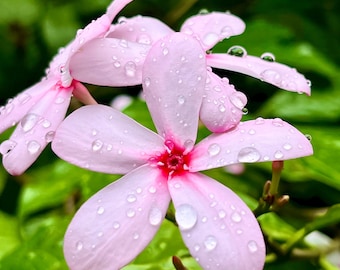 Flores dos Jardins Submersos de São Petersburgo