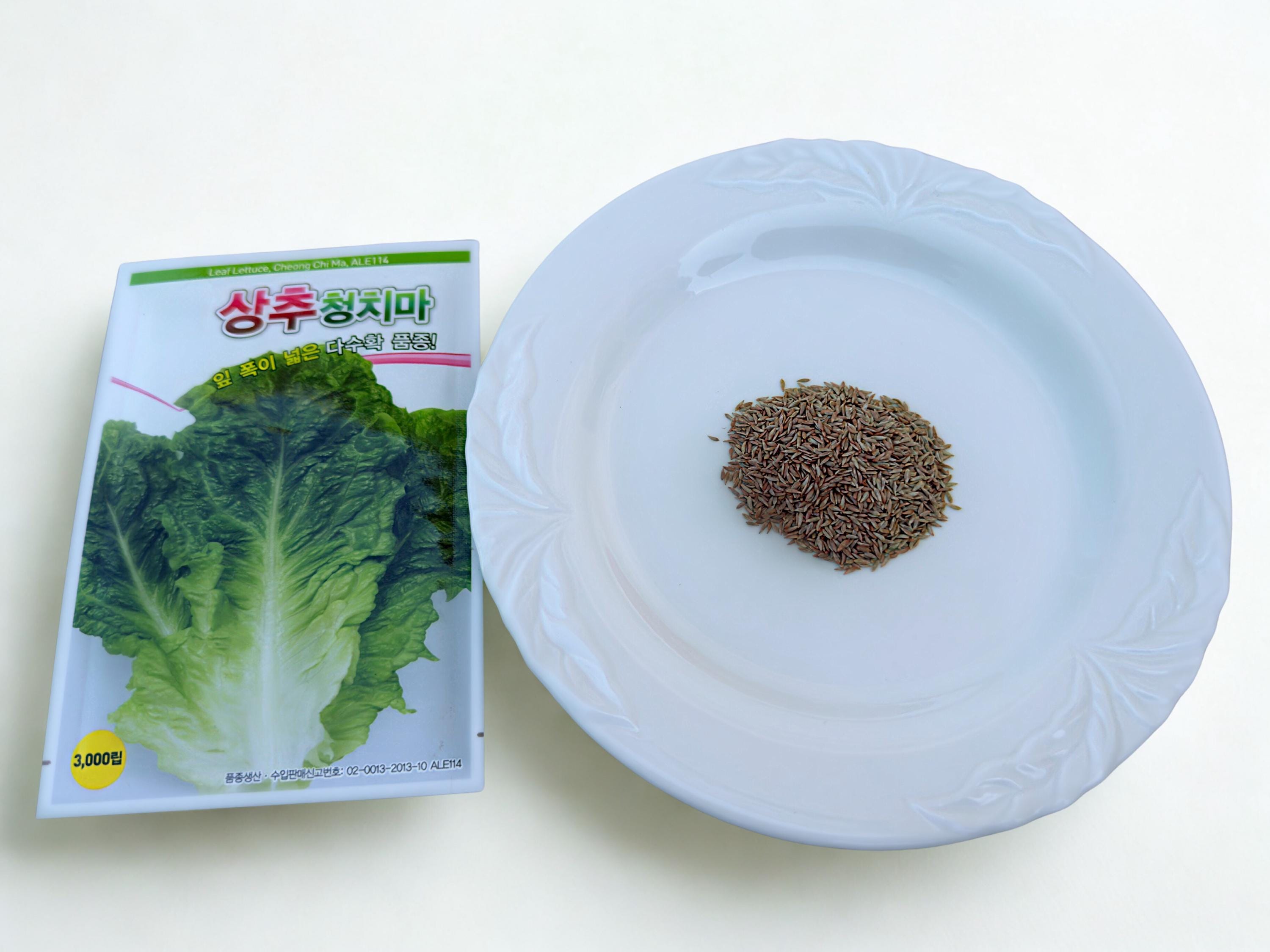 Korean Green Leaf Lettuce Seeds: Cheong-sang-chu, Non-gmo, 청상추 - Etsy