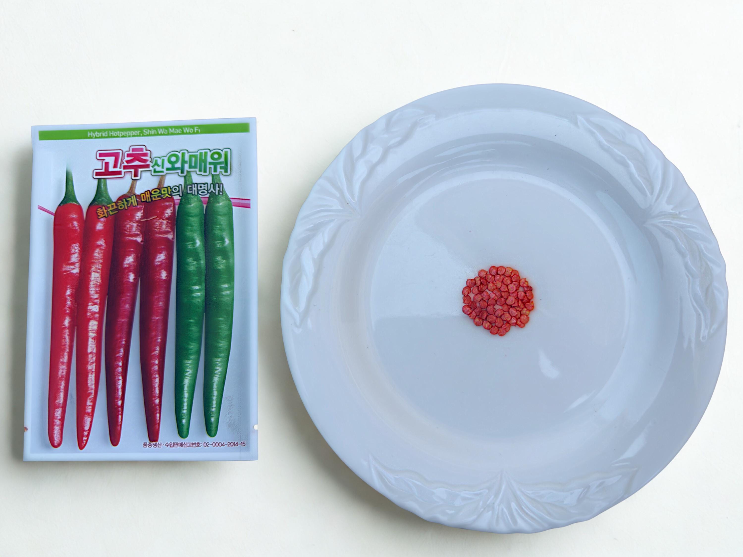 Korean Chili Pepper Seeds: Cheongyang Pepper, Non-gmo, 청양고추 - Etsy