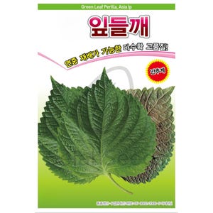 Perilla (Sesame) Leaves Seeds, Green Shiso, Premium Korean Seeds, Non-GMO, Heirloom Seeds, Kkaennip, 깻잎