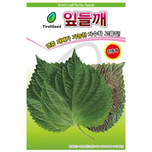 Korean Perilla Sesame Leaves Seeds: Green Shiso, Non-GMO, 잎들깨