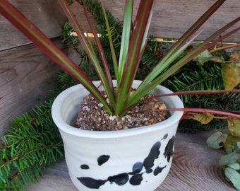 Pottery handmade plant pot 4inches across pre order in white and black splash 4inches wide modern home decor