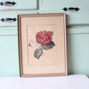 Vintage Camellia Floral Print - Mid Century Wall Art (13x17)