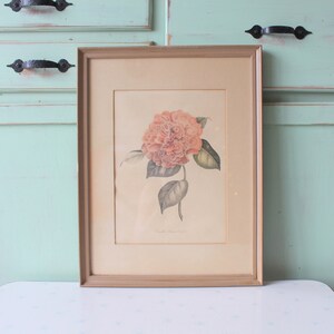 Vintage Camellia Floral Print - Mid Century Wall Art (13x17)