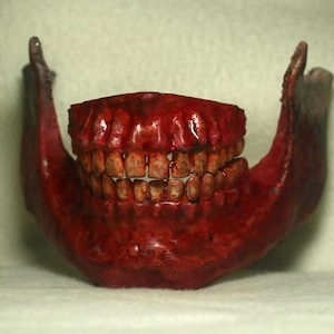 Puede incluir: Un accesorio de mandíbula de color marrón rojizo con dientes visibles. Los dientes son de color amarillo-marrón. La mandíbula es un accesorio, probablemente para Halloween o uso teatral. El efecto general es una apariencia realista, algo macabra.