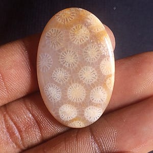 29 Cts. Natural Fossil Coral Flat Back Gem Cabochon wire wrapping Jewelry Pendant setting macrame jewelry metalsmith supplies cabochons