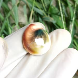 Green Turbo Operculum, Cats Eye, Shiva Shell for Crafts, Shell Artists, Sailors Valentines, Dewelry, home decor, Wedding,
