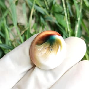 Green Turbo Operculum, Cats Eye, Shiva Shell for Crafts, Shell Artists, Sailors Valentines, Dewelry, home decor, Wedding,