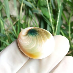 Green Turbo Operculum, Cats Eye, Shiva Shell for Crafts, Shell Artists, Sailors Valentines, Dewelry, home decor, Wedding,