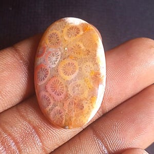 28 Cts. Natural Fossil Coral Gemstone, Fossil Coral Cabochon, Fossil Coral Jewelry, Fossil Coral, Multi Jewelry Making Fossil Coral Stone.