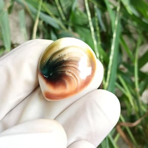 Green Turbo Operculum, Cats Eye, Shiva Shell for Crafts, Shell Artists, Sailors Valentines, Dewelry, home decor, Wedding,