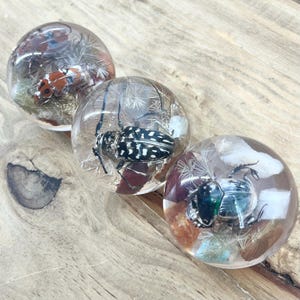 Vintage Round Desk Decor This Decorative Resin Sphere Contains A Real Preserved Bright Beetles