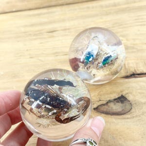 May include: Two clear resin spheres containing preserved specimens. One sphere features a dark brown scorpion surrounded by fine white fibers. The second sphere contains a small iridescent blue and green beetle with white accents and plant matter.