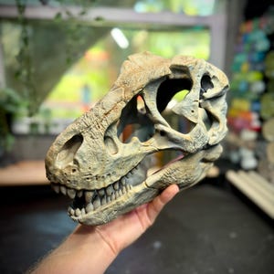 May include: A fossilized dinosaur skull replica featuring a textured, weathered beige and grey finish. The skull displays prominent eye sockets, a defined nasal cavity, and a jawline filled with sharp, individual teeth in a realistic arrangement.