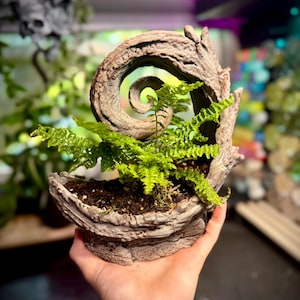 May include: A small, light brown planter with a textured, bark-like surface shaped into a spiral. The planter contains a vibrant green fern plant with delicate, feathery fronds growing from dark soil nestled within the curved, organic structure.